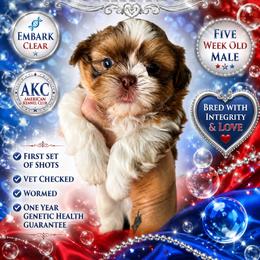 Red and white - Red and white male Shih Tzu puppy in Dallas, Texas from Almost Heaven Shih Tzu