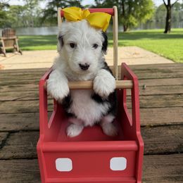 Yellow Collar - Black and white female Sheepadoodle puppy in Camden, North Carolina from Luv My Doodle
