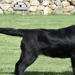 Labrador Retrievers from Handy Hill Labradors