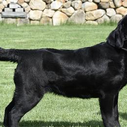 Labrador Retrievers from Handy Hill Labradors
