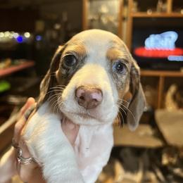 Dachshund Puppies from The Weenie Herd Mom