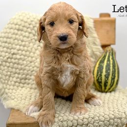 Lettuce - Red  Goldendoodle puppy in Lancaster, Minnesota from North Star Dog Training