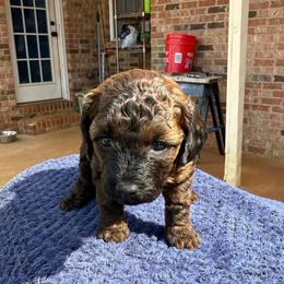 Pink Collar - Brindle female Poodle puppy in Huntsville, Alabama from Flint River Poodles