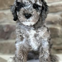 Cockapoo Puppies from M&M Cockapoos of Iowa
