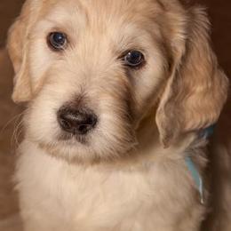 Goldendoodle Puppies from Jasperdoodle.com