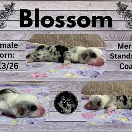 Blossom - Blue merle and white female American Corgi puppy in Decatur, Texas from Bar S Corgis
