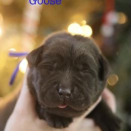 Chocolate boy fourth pick - Chocolate male Labrador Retriever puppy in Williston, Florida from Royal K Labradors