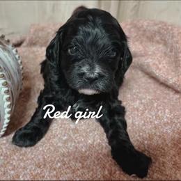 Bernedoodle Puppies from Bailey Doodles