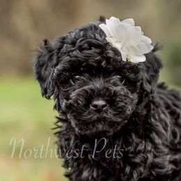 Poodle Puppies from Moore Poodles