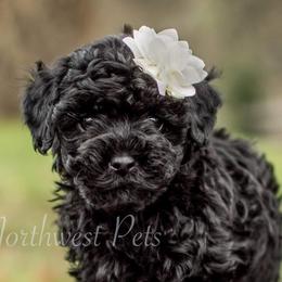 Poodle Puppies from Moore Poodles