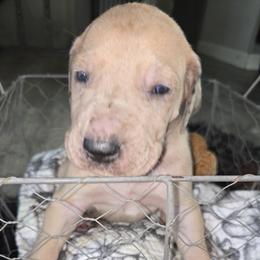 Ash - Merle male Great Dane puppy in Albany, Oregon from Red Cloud Australian Shepherds and DeGray Great Danes & Bulldogs