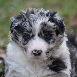 Blue Merle male 3 - Blue merle male Border Collie puppy in Tylertown, Mississippi from Cool Meadow Farms