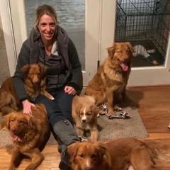 Nova Scotia Duck Tolling Retrievers from Rocky Mountain Tollers