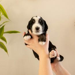 Buddy Holly - Tri-color male Bernedoodle puppy in New River, Arizona from Sonoran Standard Doodles