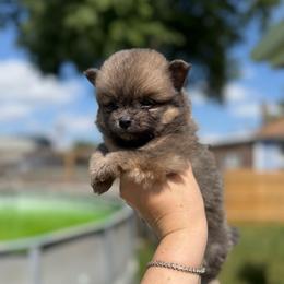 Blue sable boy - Blue sable male Pomeranian puppy in Oak Lawn, Illinois from Pomeranian Boutique
