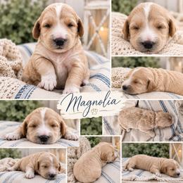 Magnolia - Cream female Double Doodle puppy in Whitsett, North Carolina from Rock Creek Doodles NC