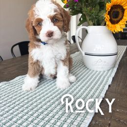 Bernedoodle and Cavapoo Puppies from Wonderful World Doodles