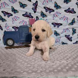 Dawson - Parti male Labradoodle puppy in Weatherford, Texas from Oodles of poodles and doodles