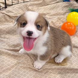 Canoodle - Red male Pembroke Welsh Corgi puppy in Arcanum, Ohio from Weissway Corgis