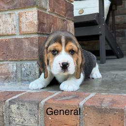 General - Black tan and white male Beagle puppy in Mansfield, Missouri from Rippee Creek Kennel