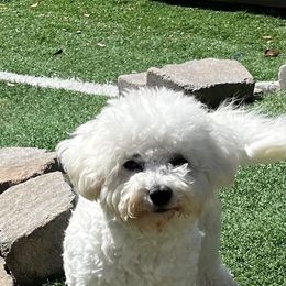 Cookie - Bichon Frise