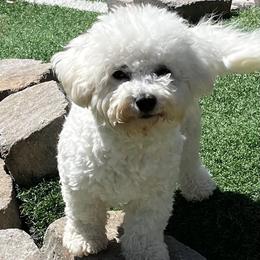 Cookie - Bichon Frise