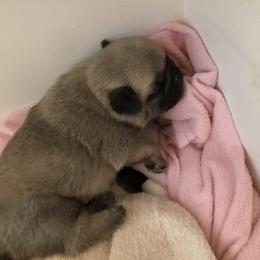 Pug Puppies from Pickwick Pugs
