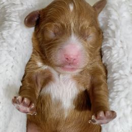 Cavapoo Puppies from Rosie’s Pups MN