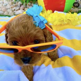 Bernedoodle and Cavapoo Puppies from Sugar Doodles Pups