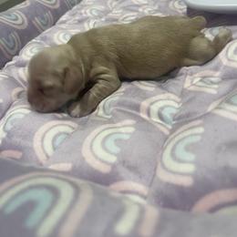 Blue - Buff male Cocker Spaniel puppy in Corcoran, California from Finest cocker spaniel