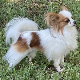 Bentley - Papillon