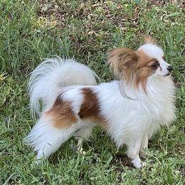 Bentley - Papillon
