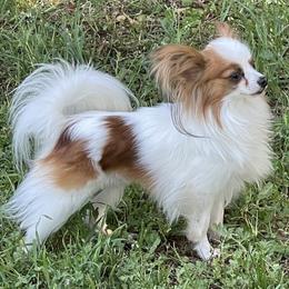 Bentley - Papillon