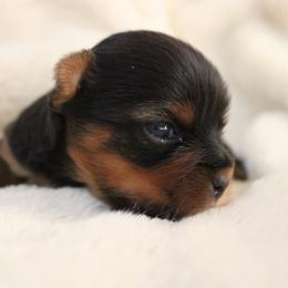 Ollie - Black and tan male Yorkshire Terrier puppy in Eastland, Texas from Peach Yorkies