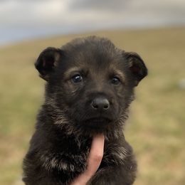 German Shepherd Puppies from K&D German Shepherds