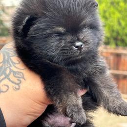 Black and tan - Black and tan male Pomeranian puppy in Westminster, Colorado from VanityPom’s