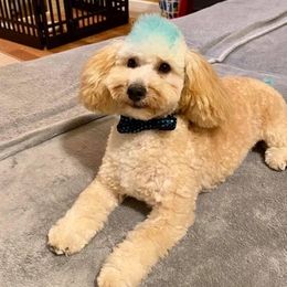 Cockapoos from Lisa's Pups