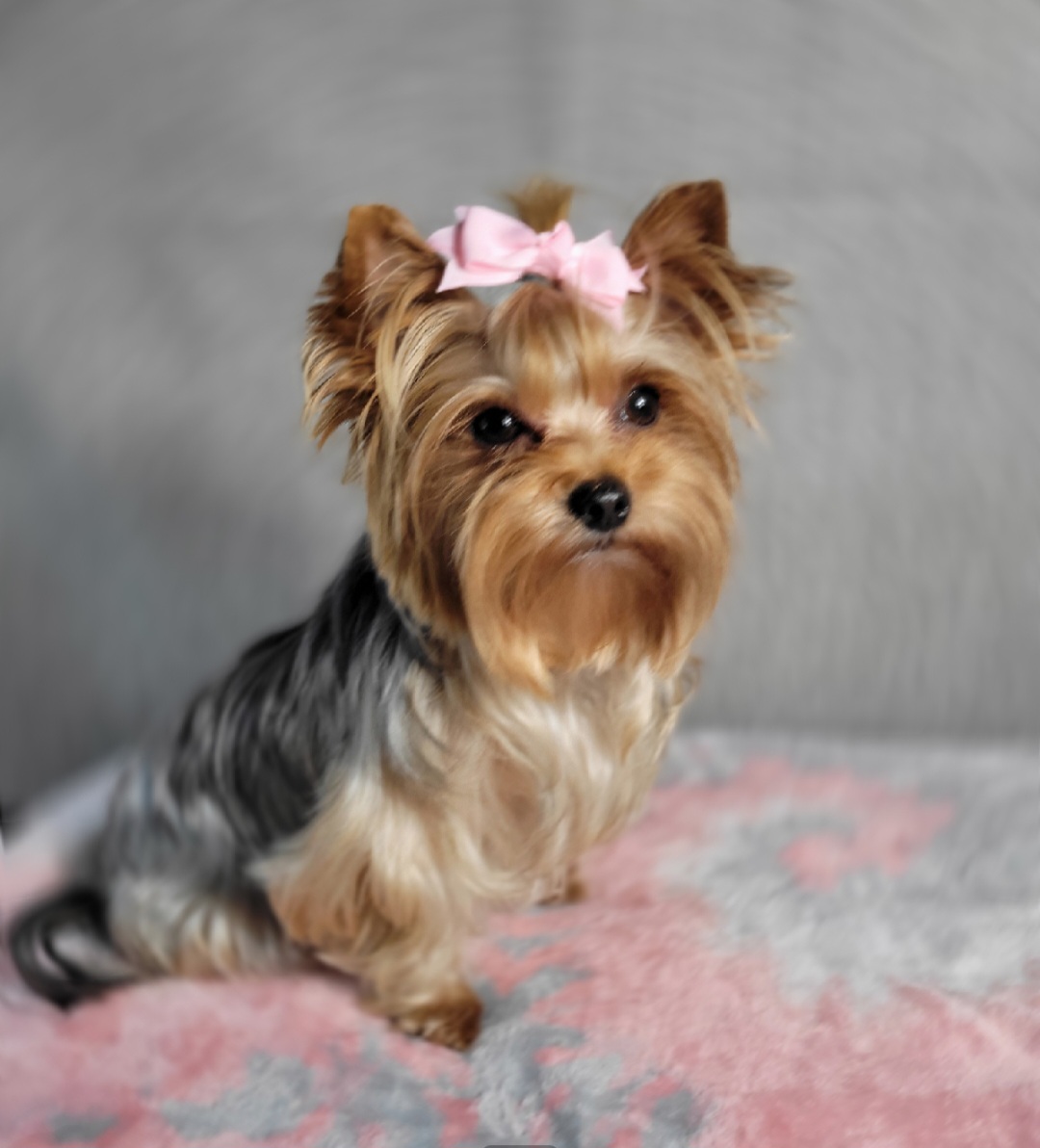 Beauty - Yorkshire Terrier