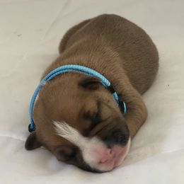 American Bully and American Staffordshire Terrier Puppies from American Dream Kennels