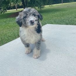 Aussiedoodle and Australian Shepherd Puppies from Dark Water Standards