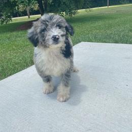 Aussiedoodle and Australian Shepherd Puppies from Dark Water Standards