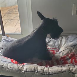 Scott - Scottish Terrier