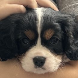 Cavalier King Charles Spaniels from Cavy Love