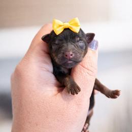 Belle - Black and tan female Yorkshire Terrier puppy in Midland, Texas from Southern Yorkie Pies