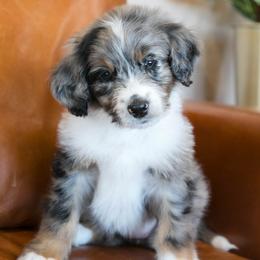 Peep - female Australian Mountain Doodle puppy in Lafayette, Missouri from Brick House Farm Doodles