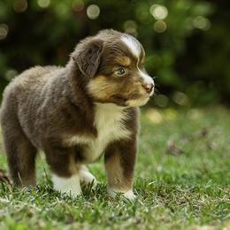 Chevelle - Red tri-color female Miniature American Shepherd puppy in Franklinville, North Carolina from Fine Hill Miniature Americans
