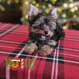 Holly - Black and tan female Yorkshire Terrier puppy in Cherryville, North Carolina from Alsop's Precious Paws