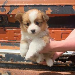 Sunny - Red female Pembroke Welsh Corgi puppy in Chubbuck, Idaho from Sunny J Corgis and Mini Americans