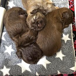 Shih Tzu Puppies from Mosley Kennel Shih Tzu