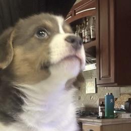 Boy 1 - Blue Pembroke Welsh Corgi puppy in Oregon from Dream Giver Corgis